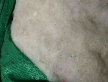 中国棉花价格指数月度报告(1月) 90.jpg