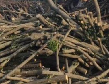 咸阳拓宽废弃果树枝利用渠道 解决露天焚烧问题