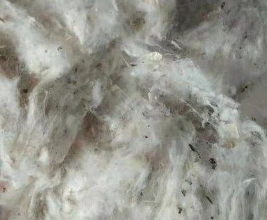 新疆芳草湖53.3万亩棉花全面开始打顶工作 77.jpg